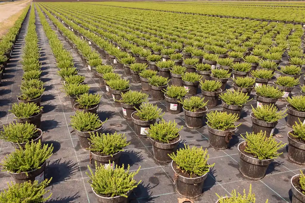 Die Armee der Natural Pots