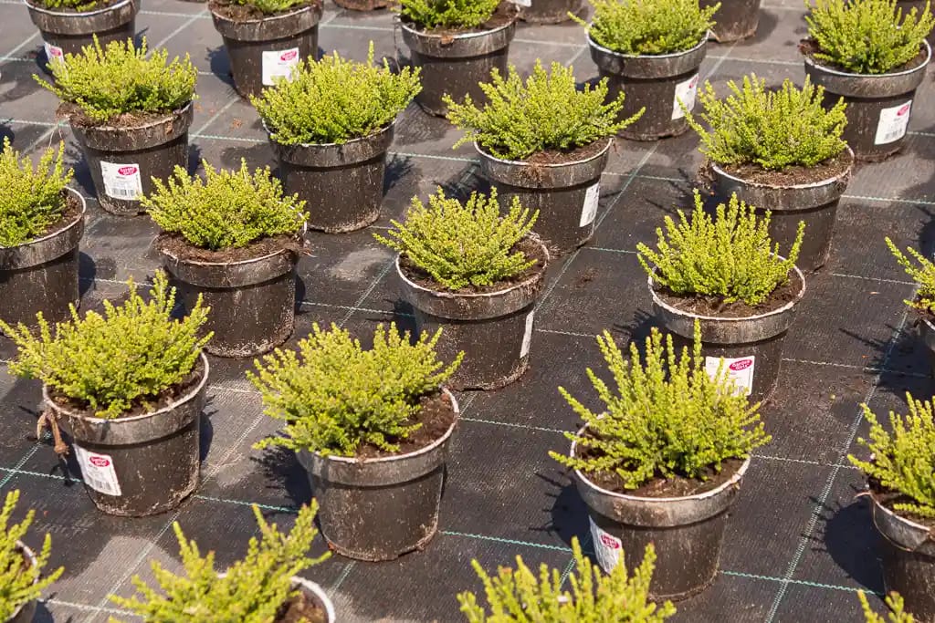 Natural Pots während der Kultivierung