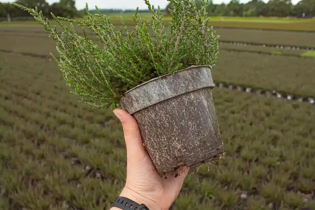 sandiger natural Pot