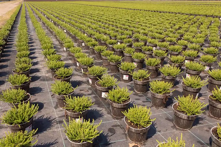 Die Armee der Natural Pots