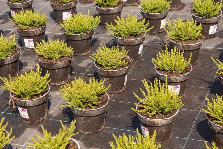 Natural Pots während der Kultivierung