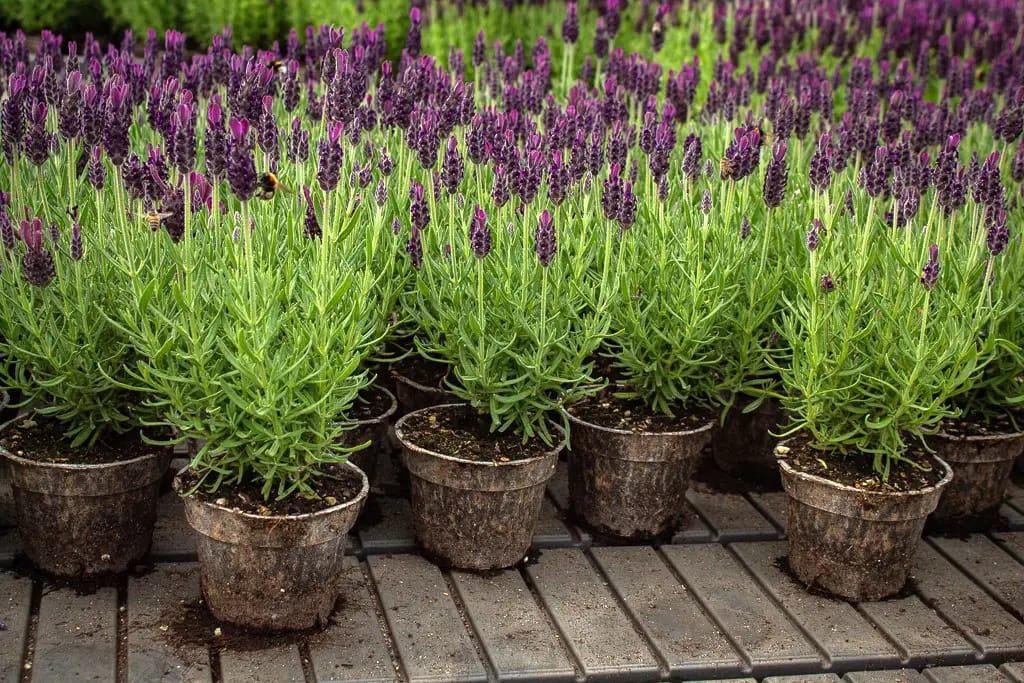 Lavendel