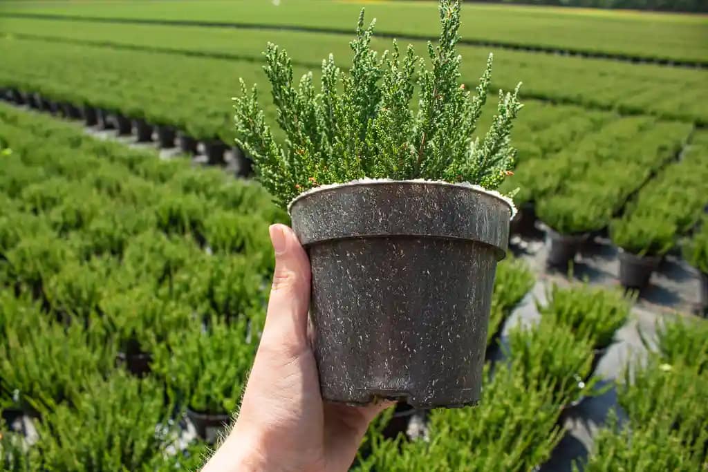 Natural Pot